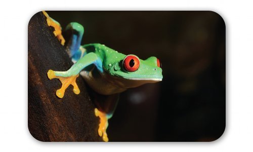 Green Tree Frog Car Vinyl Sticker – SELECT SIZE