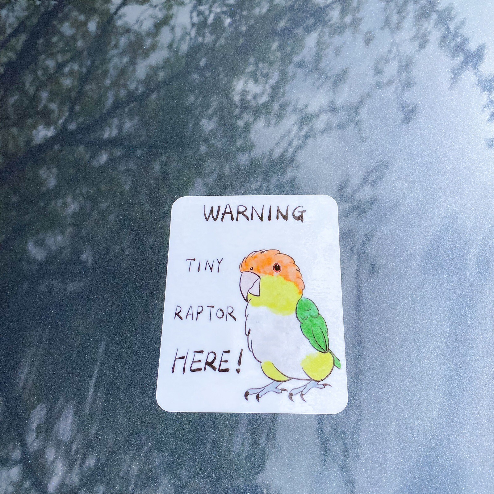 Caique CAR Sticker White Bellied Caique Sticker Outdoor use / UV & Water Proof