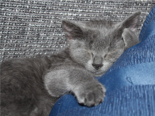 Sleeping Gray Kitten Close Up Cute Cat Poster Print Paper OR Wall Vinyl