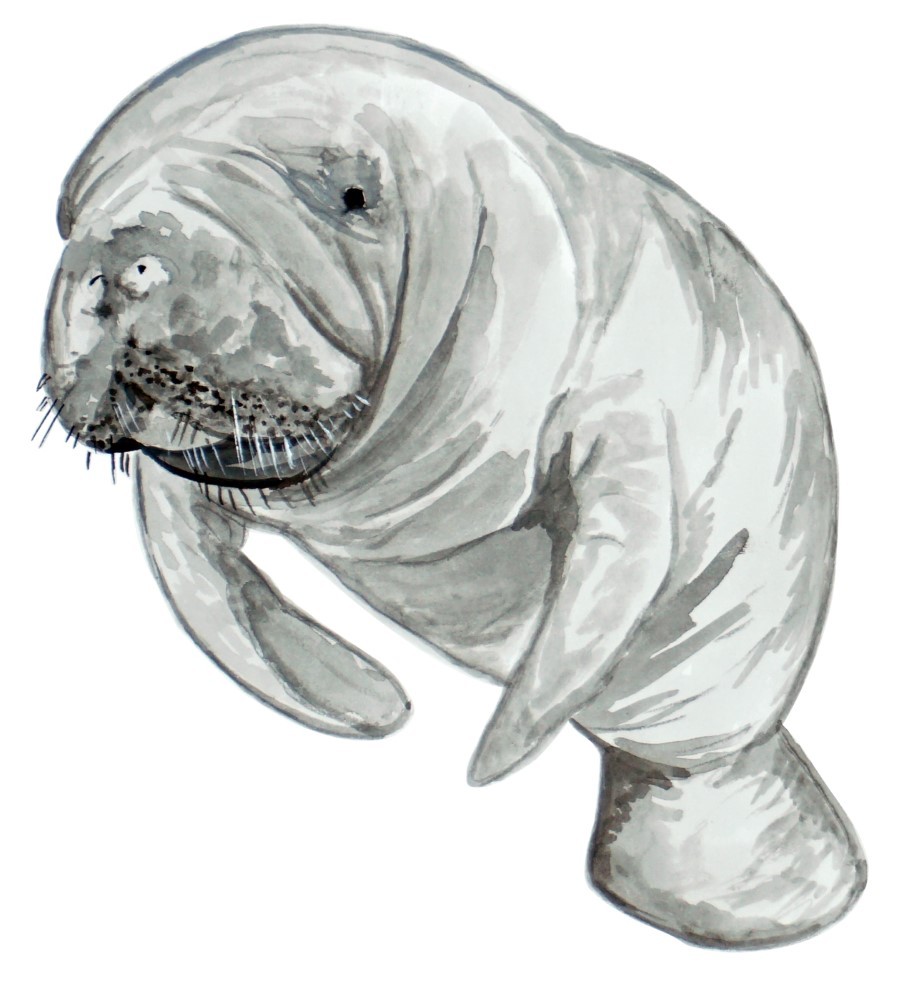 Manatee Printed Vinyl Decal High Quality Wall Window Sticker Car
