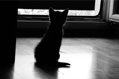 Kitten Looking Outside Shadow Dark Cute Cat Poster Print Paper OR Wall Vinyl
