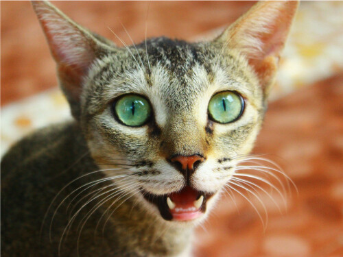 Meowing Mouth Open Green Eyes Close Up Cute Cat Poster Print Paper OR Wall Vinyl