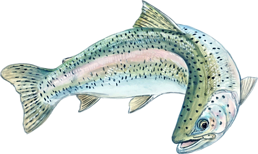 Rainbow Trout Fresh Water Fish Vinyl Decal Sticker – Auto Car Truck RV ATV Boat