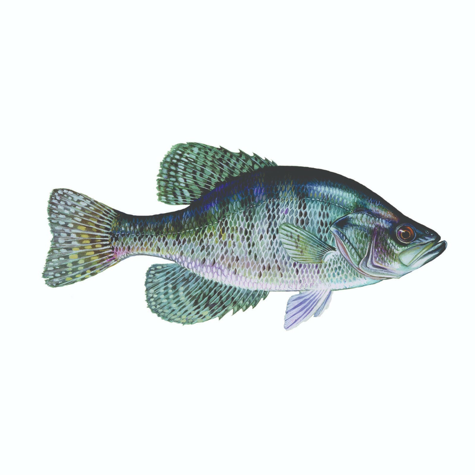 White Crappie Sticker, Decal, Bumper Sticker Truck, Fishing, Boat Stickers 2/pk