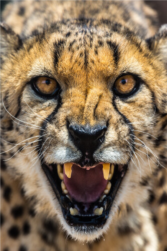 Cheetah Growling Face Close Up Wildlife Vibrant Poster Print Paper OR Wall Vinyl