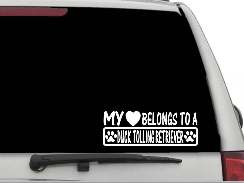 MY HEART BELONGS TO A DUCK TOLLING RETRIEVER Decal Sticker CW4254