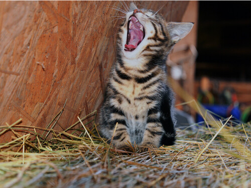 Kitten Yawning Laughing Cute Funny Cat Vibrant Poster Print Paper OR Wall Vinyl
