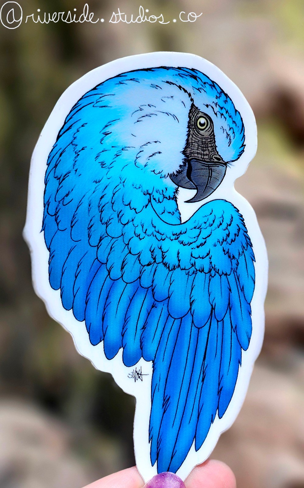 Spix Macaw Parrot Vinyl Sticker 3" – Original Fantasy Wildlife Wild Bird Art