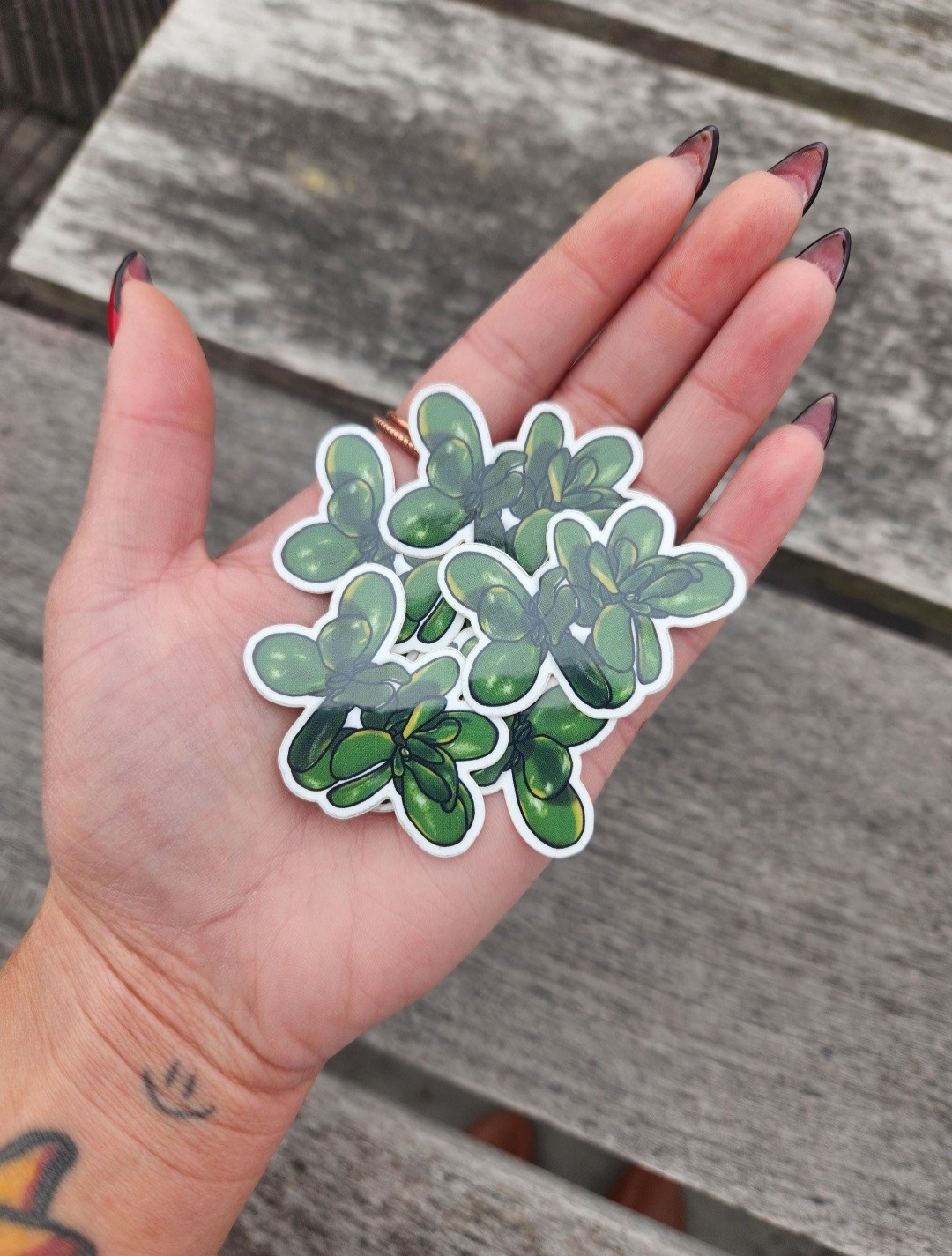 Single Variegated Jade Plant Sticker, 2" Vinyl Decal