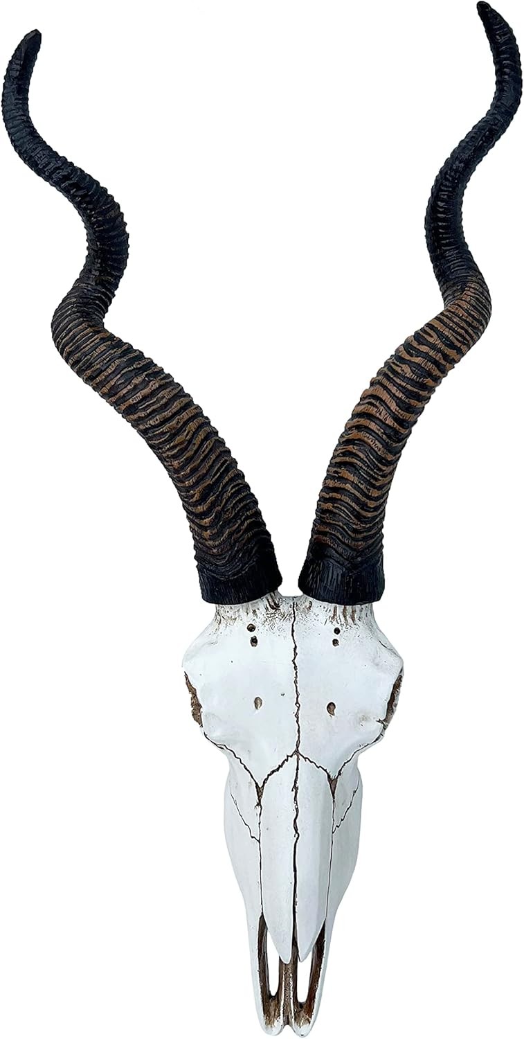 14 1/2" African Kudu Antelope Skull – Wall Mount Head – Rustic Safari Decor