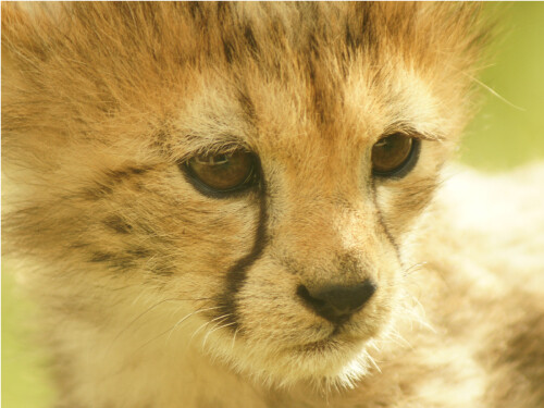 Cheetah Cub Cute Cat Close Up Wildlife Vibrant Poster Print Paper OR Wall Vinyl