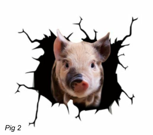 LARGE-SIZED CAR DECALS – PIG – 2 CHOICES