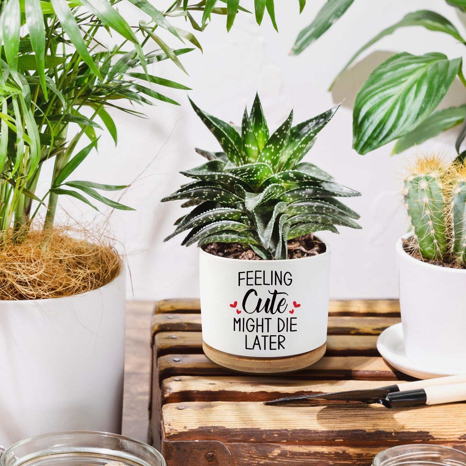 Feeling Cute Might Die Later,3.5 inch Ceramic Succulent Cactus Planter Pots,F…