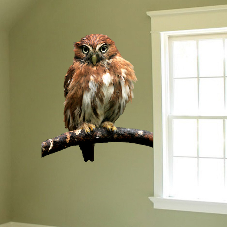 Owl Wall Decal Mural Bird Wise Wild Animals Removable Tree Branch Vinyl, a18