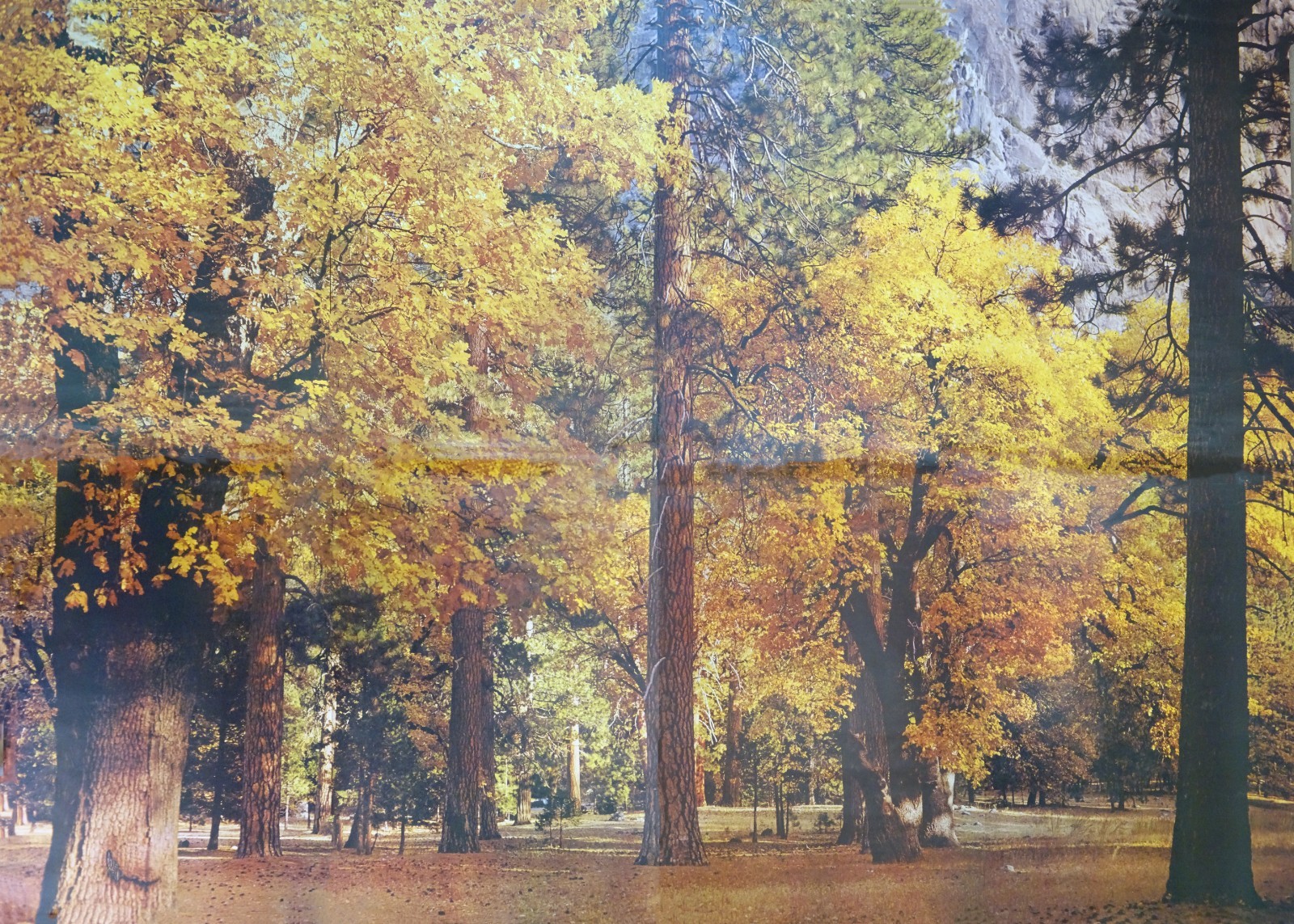 Full Wall Photo Mural Autumn Yosemite National Park Josef Muench 8’ 8” x 12’ 6”