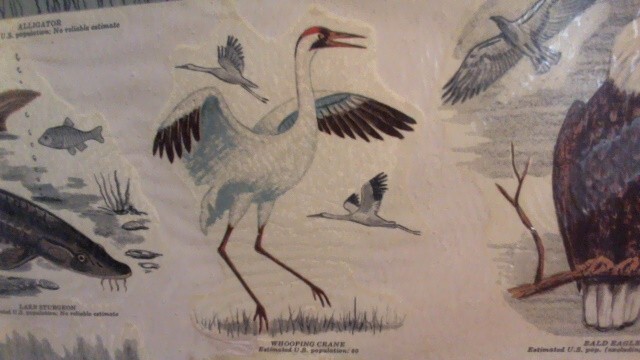 VINTAGE 1977 SEALED MEYERCORD VINYL DECALS – ENDANGERED WILD AMERICA ANIMALS