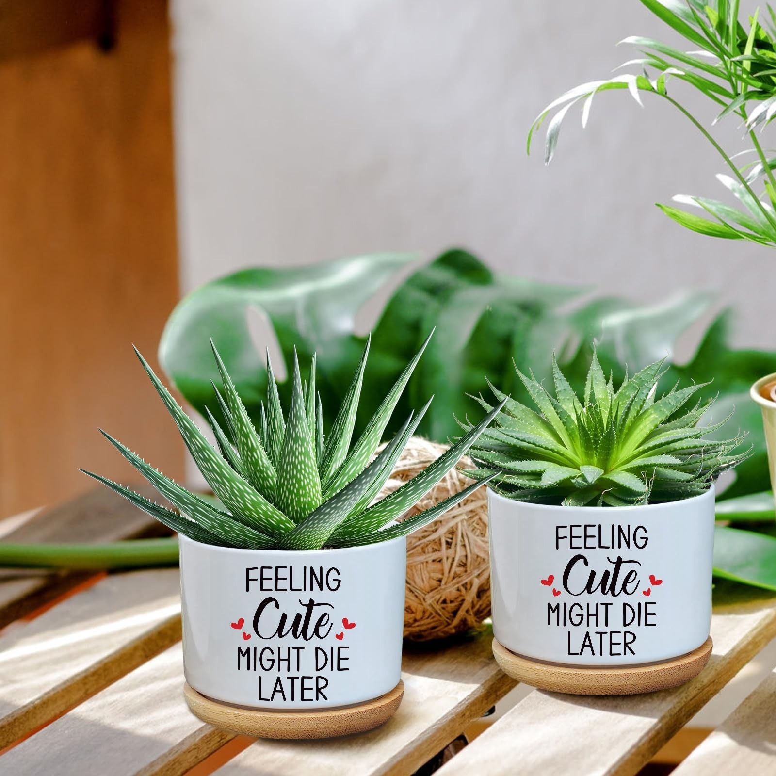 Feeling Cute Might Die Later,3.5 inch Ceramic Succulent Cactus Planter Pots,F…