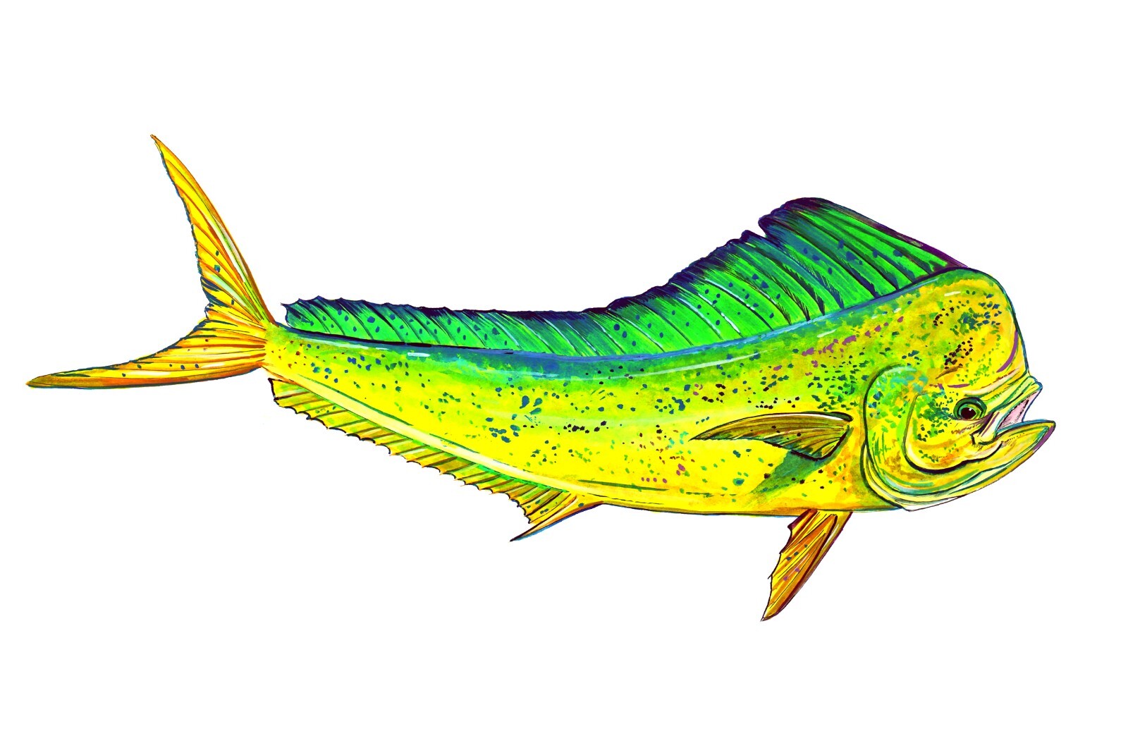 MAHI FISH DOLPHIN DORADO Vinyl Decal Sticker Truck Boat Car Cooler Cup Tablet