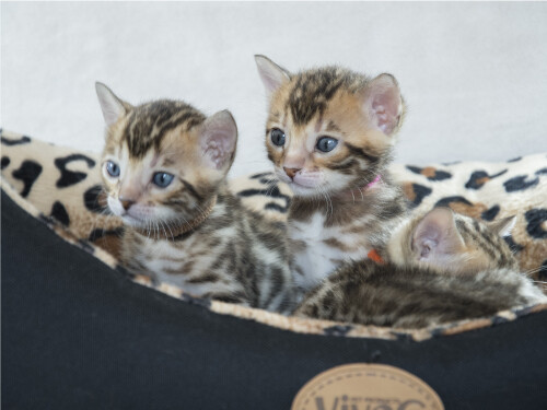 Kittens With Blue Eyes Looking Left Cute Cat Poster Print Paper OR Wall Vinyl