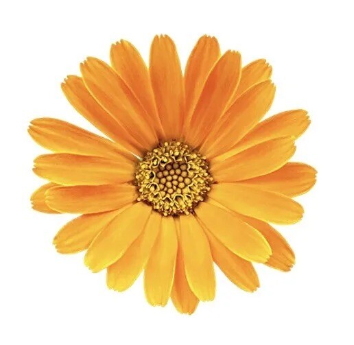 Orange Yellow Daisy Sticker Decal