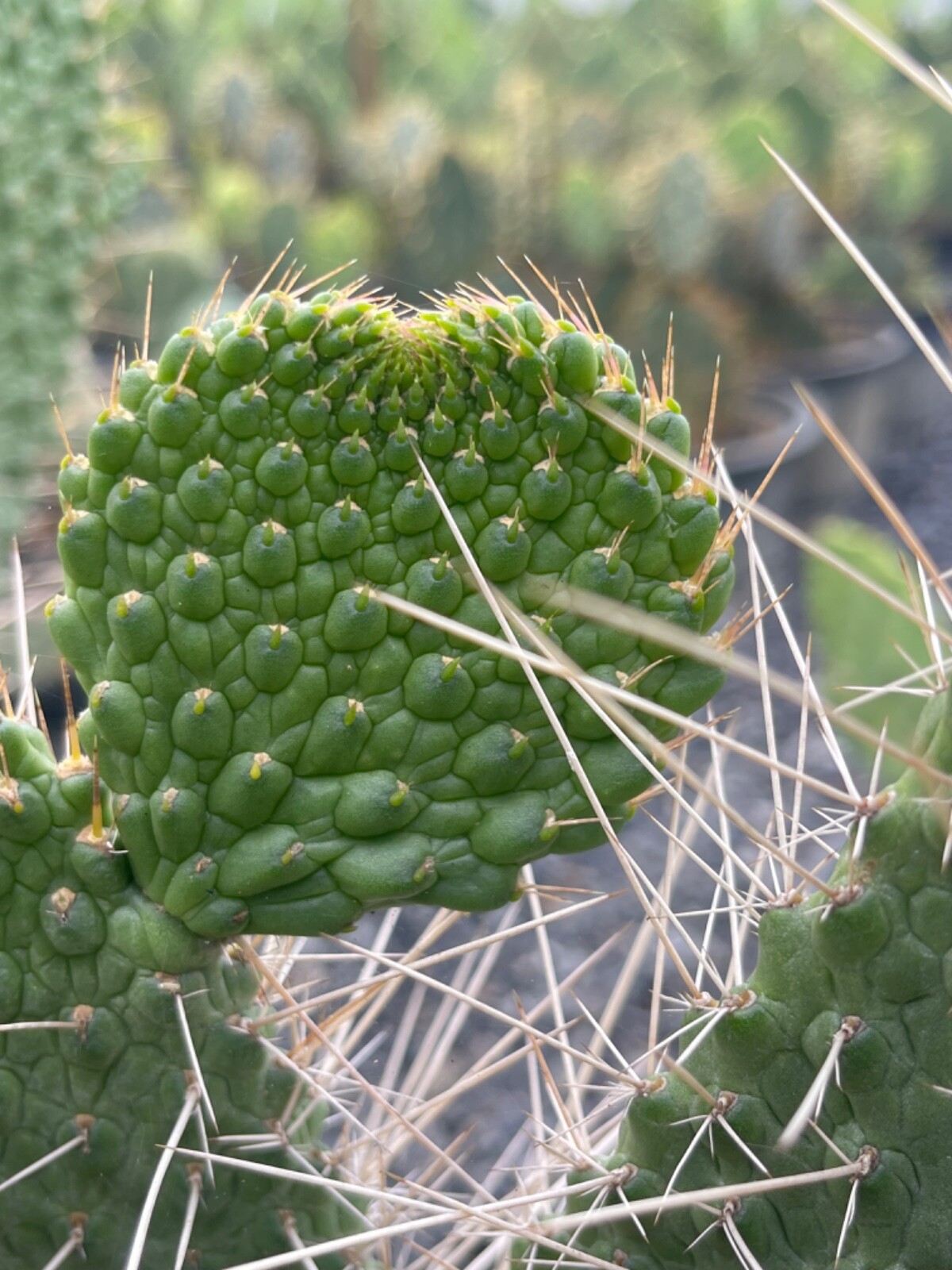 rare cactus plant Consolea moniliformis cuting 1 pad