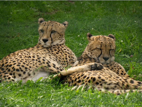 A Couple Of Cheetah's Laying Down Cute Cat Poster Print Paper OR Wall Vinyl
