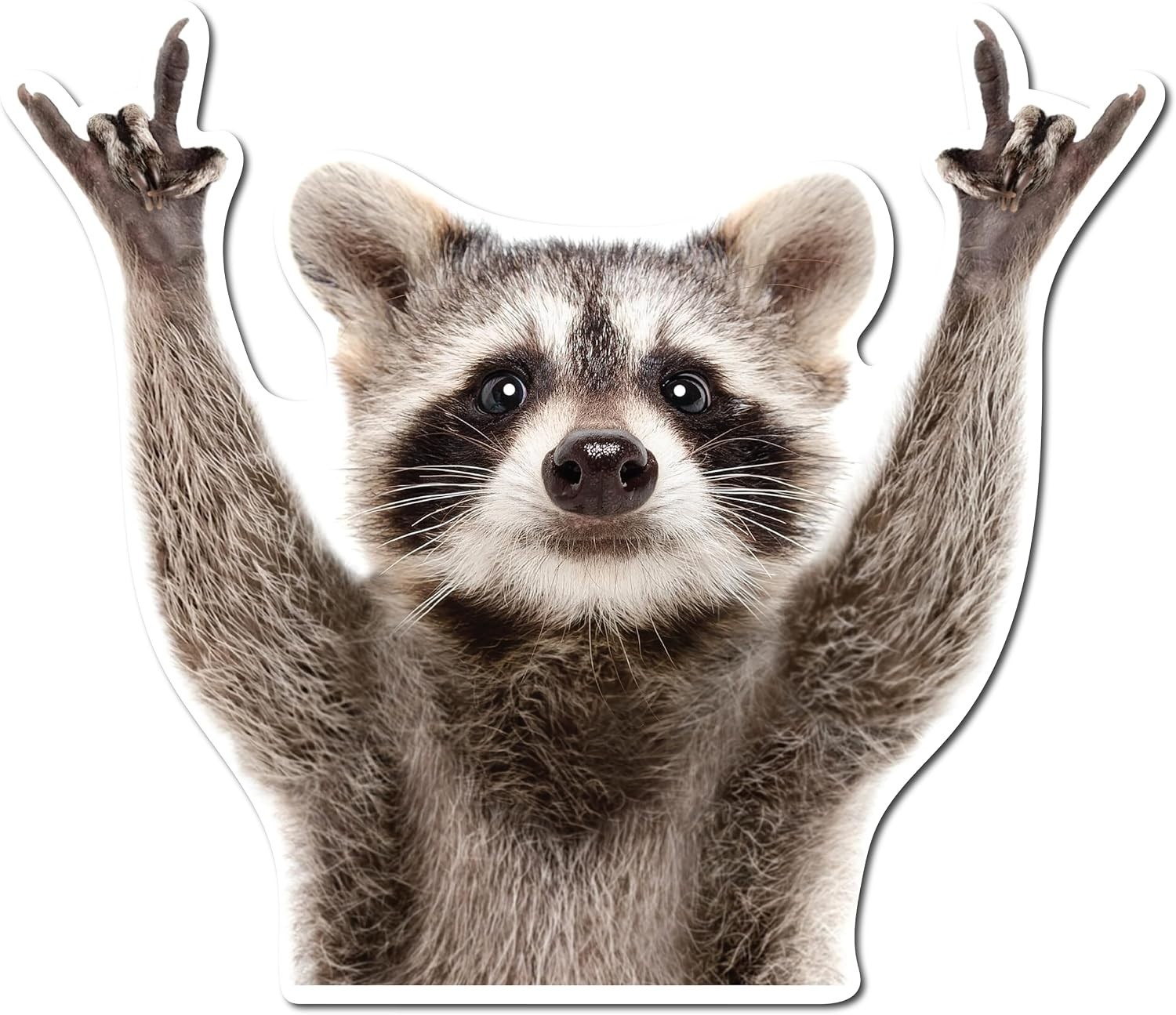 Rocking Raccoon Sticker, Funny Raccoon Cute Car Decal 5.5-Inches Decal Car La…
