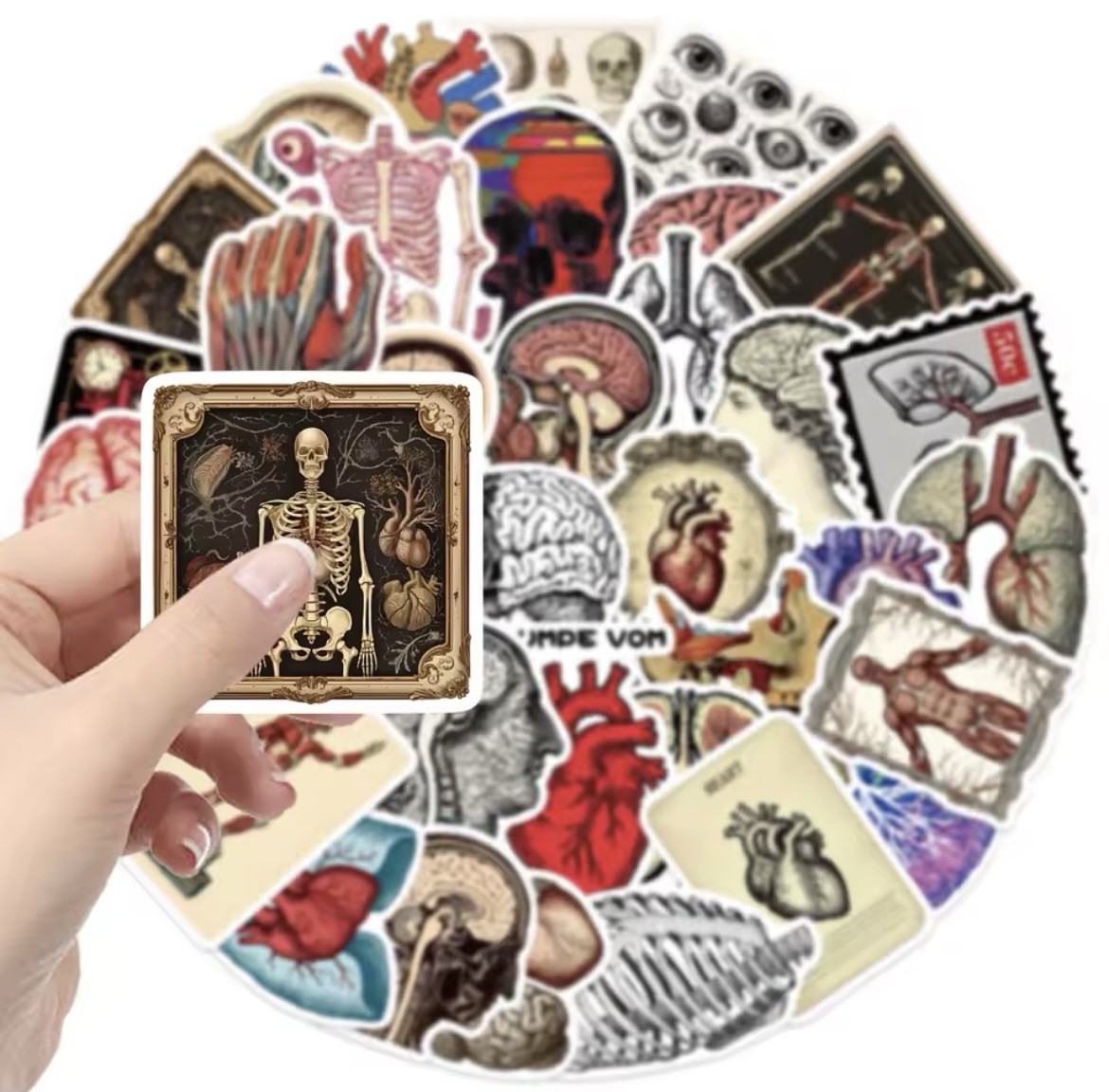 Body Parts Anatomy Style Stickers 50pk Mix Matte Finish Stickers FREE SHIPPING