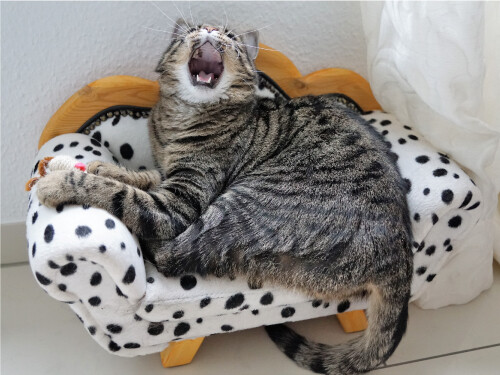 Yawning Meowing On Mini Bed Striped Cute Cat Poster Print Paper OR Wall Vinyl