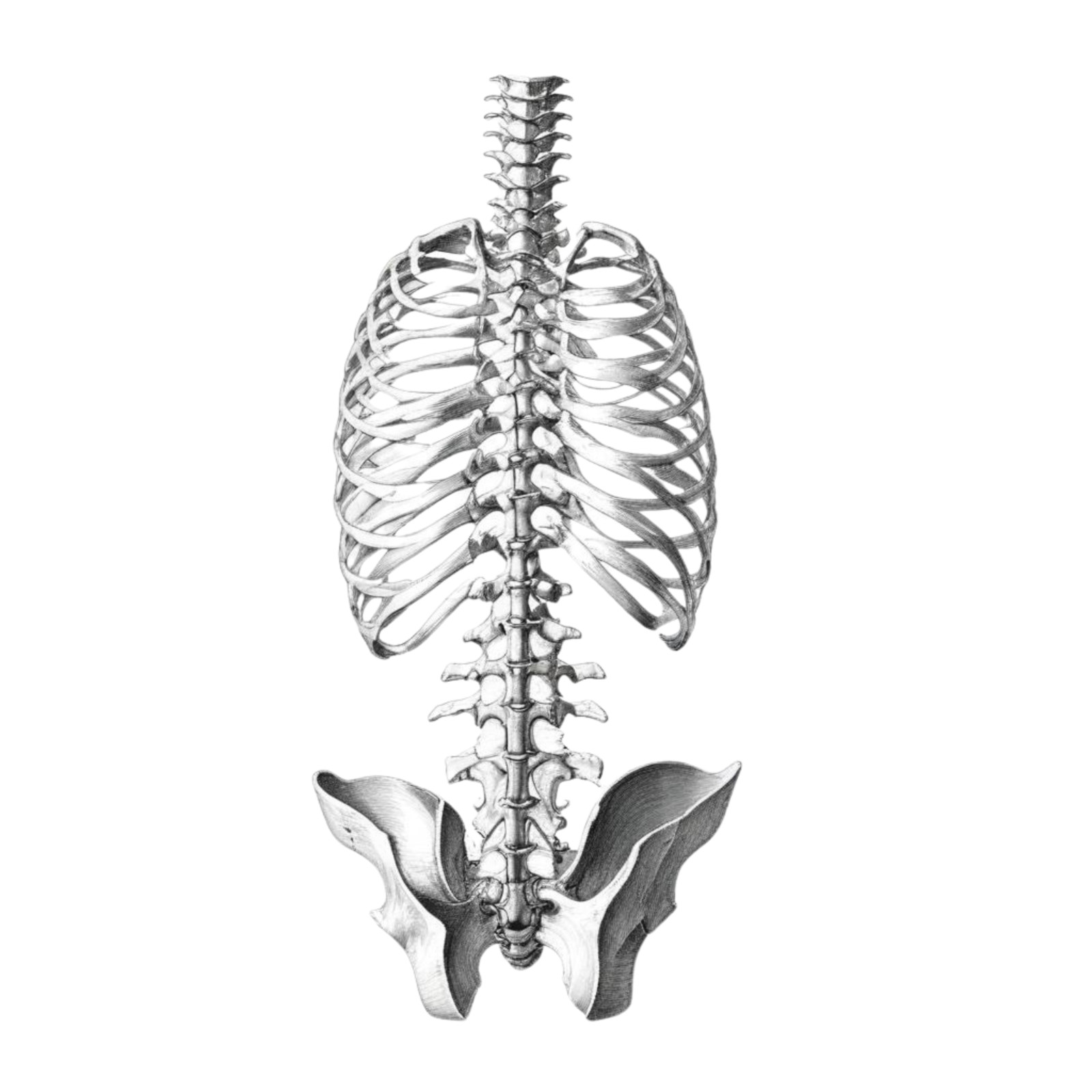 Wall decal sticker anatomy wall sticker 18 x 18 cm large