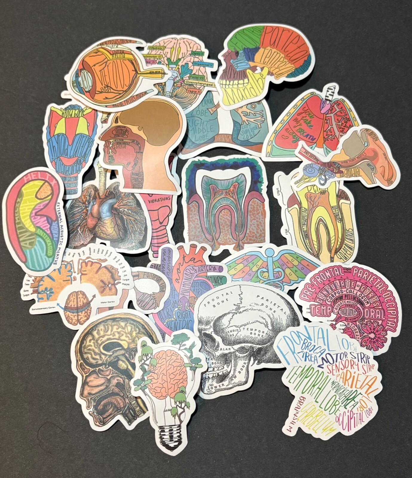 Human Anatomy Vinyl Stickers