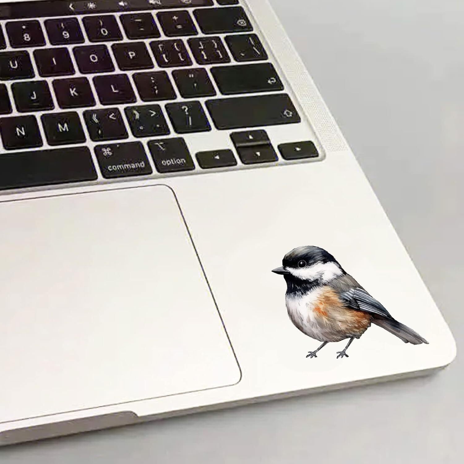 Black-Capped Chickadee, Wall Sticker, Bird Vinyl, Nursery Stickers, Medium