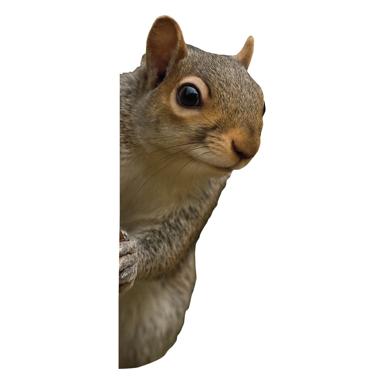 Squirrel Peeking Around Wall Decal – 2.5" wide x 6" tall