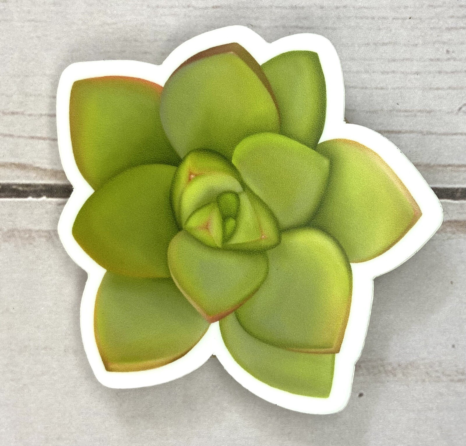 Hand-drawn Succulent Sticker – Lime Succulent – 2.5” X 2.5”