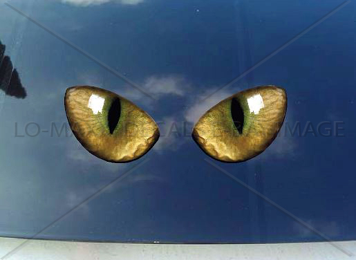 Pair Of Cat Eyes Car Truck Window Glass Wall Boat Unique Printed Vinyl Sticker