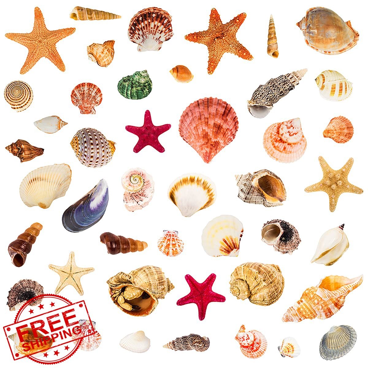 WOYINIS Lifelike 3D Seashells Wall Decals, DIY Removable Conch Scallop Starfi…