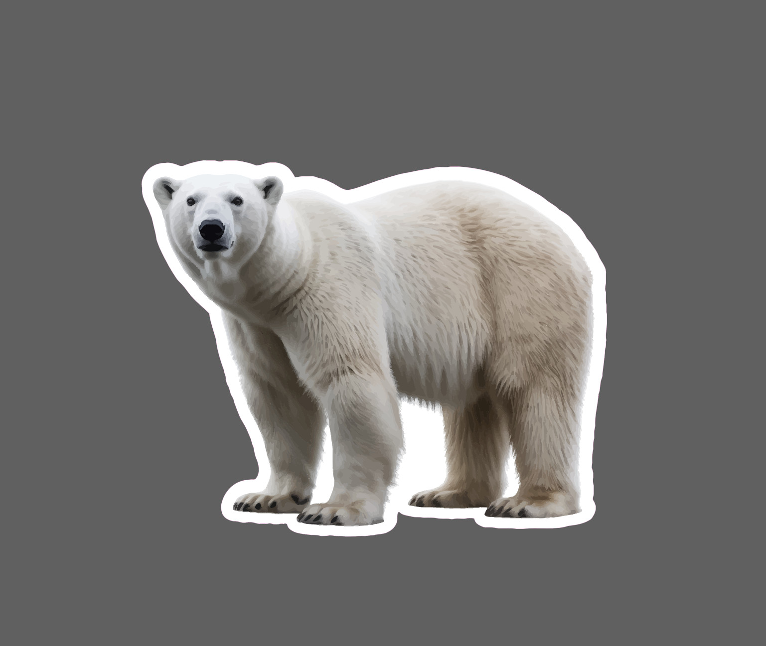 Polar Bear Sticker Animal Outdoor Wildlife Nature Gift Artic Waterproof NEW