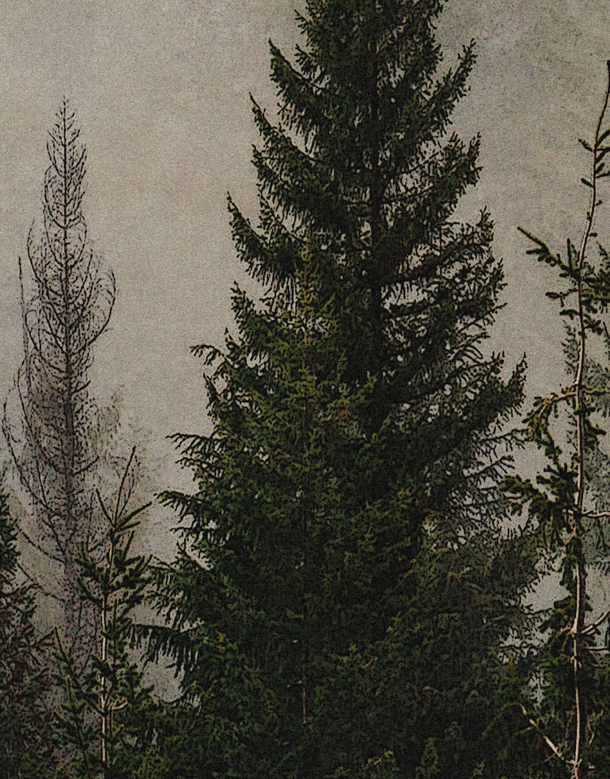 Misty Pine Tree Forest Landscape Wallpaper. Peel and Stick Wall Mural. Self Adhe