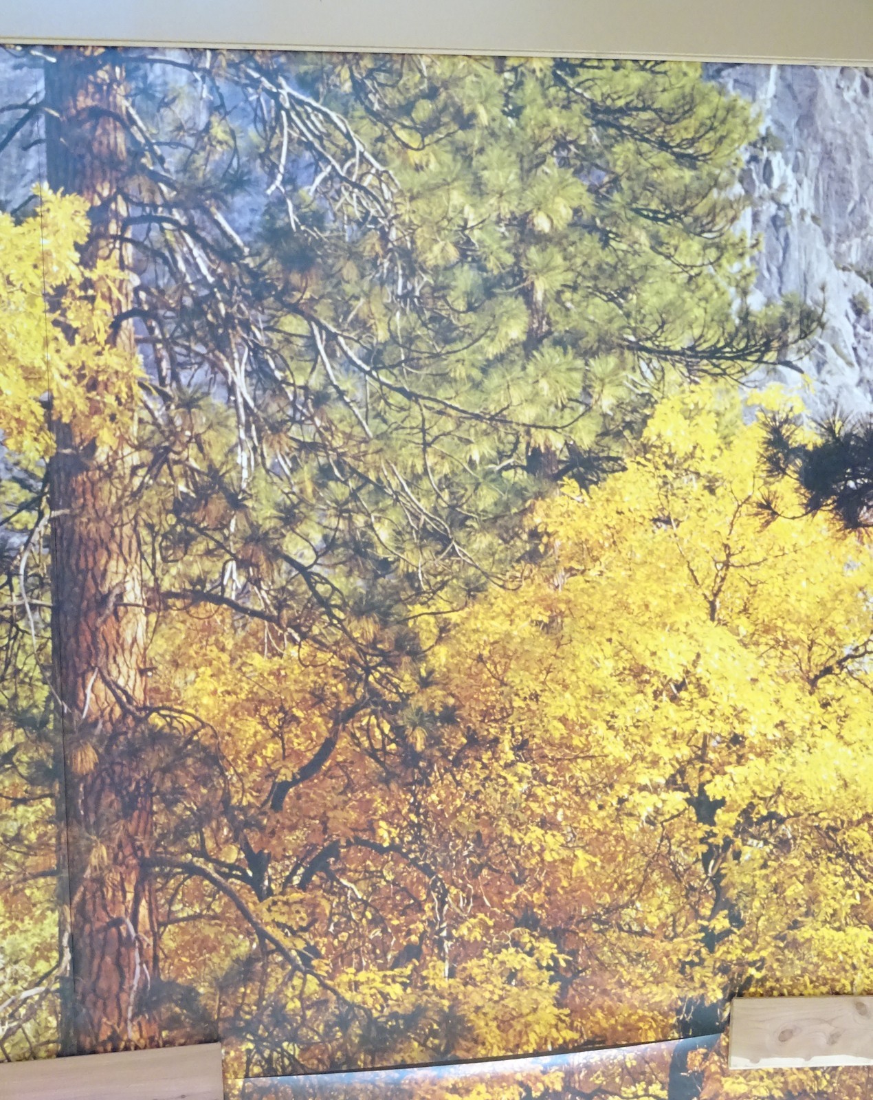 Full Wall Photo Mural Autumn Yosemite National Park Josef Muench 8’ 8” x 12’ 6”