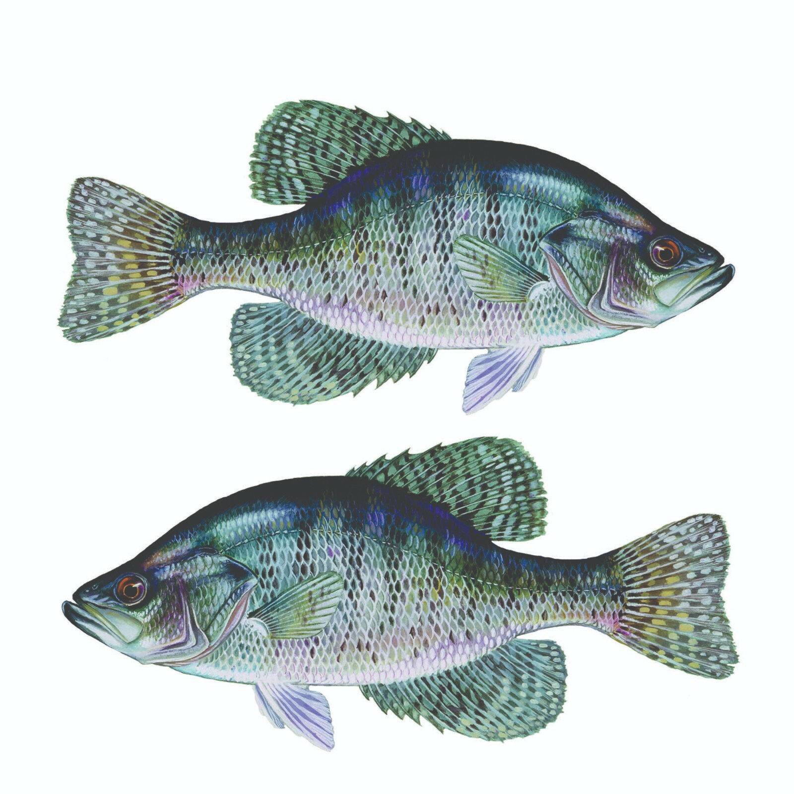 White Crappie Sticker, Decal, Bumper Sticker Truck, Fishing, Boat Stickers 2/pk