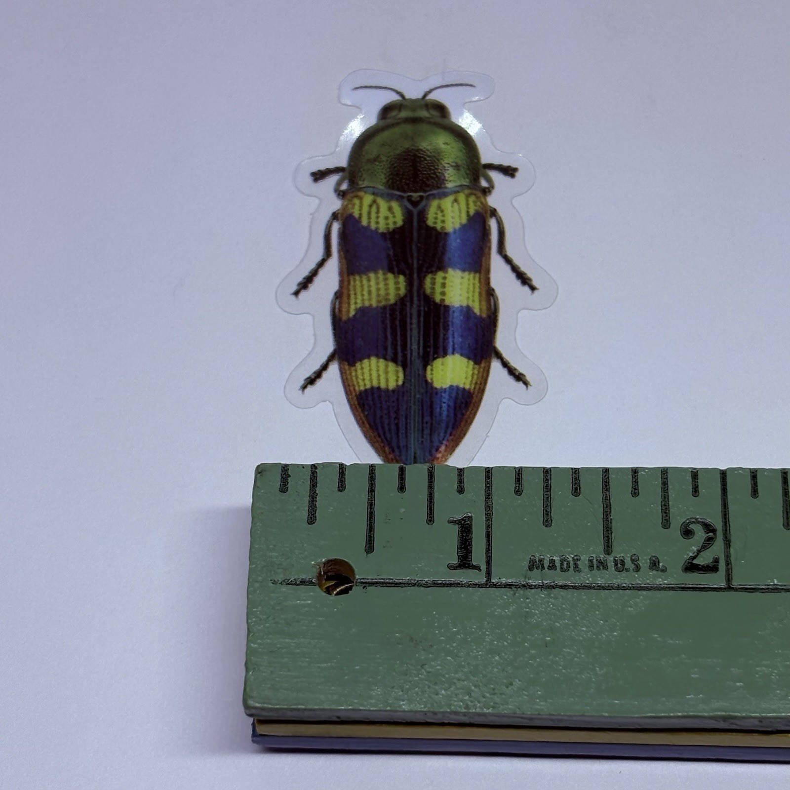 Buprestidae Jewel Beetle Sticker Realistic Insect Art Transparent Decal Tc9