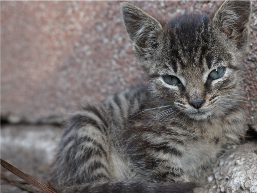 Sad Kitten Blue Eyes Cute Cat Poster Print Paper OR Wall Vinyl