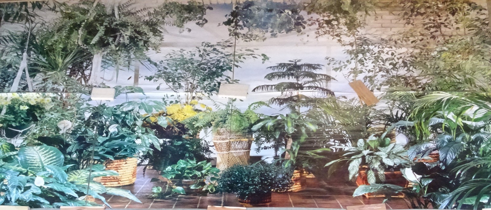 Full Wall Size Mural Tropical Plants Huge Window 8’ 8” x 12’ 6” NOS 108 Sq Ft A