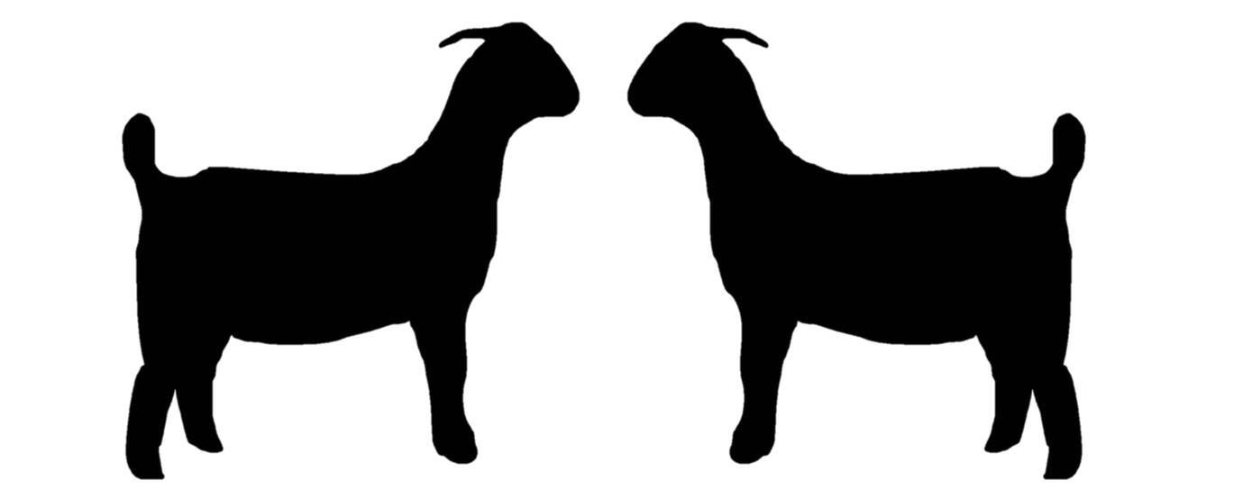 Goat Decals Stickers OS 175 (2 decal set) 12" tall goats kiko boer market