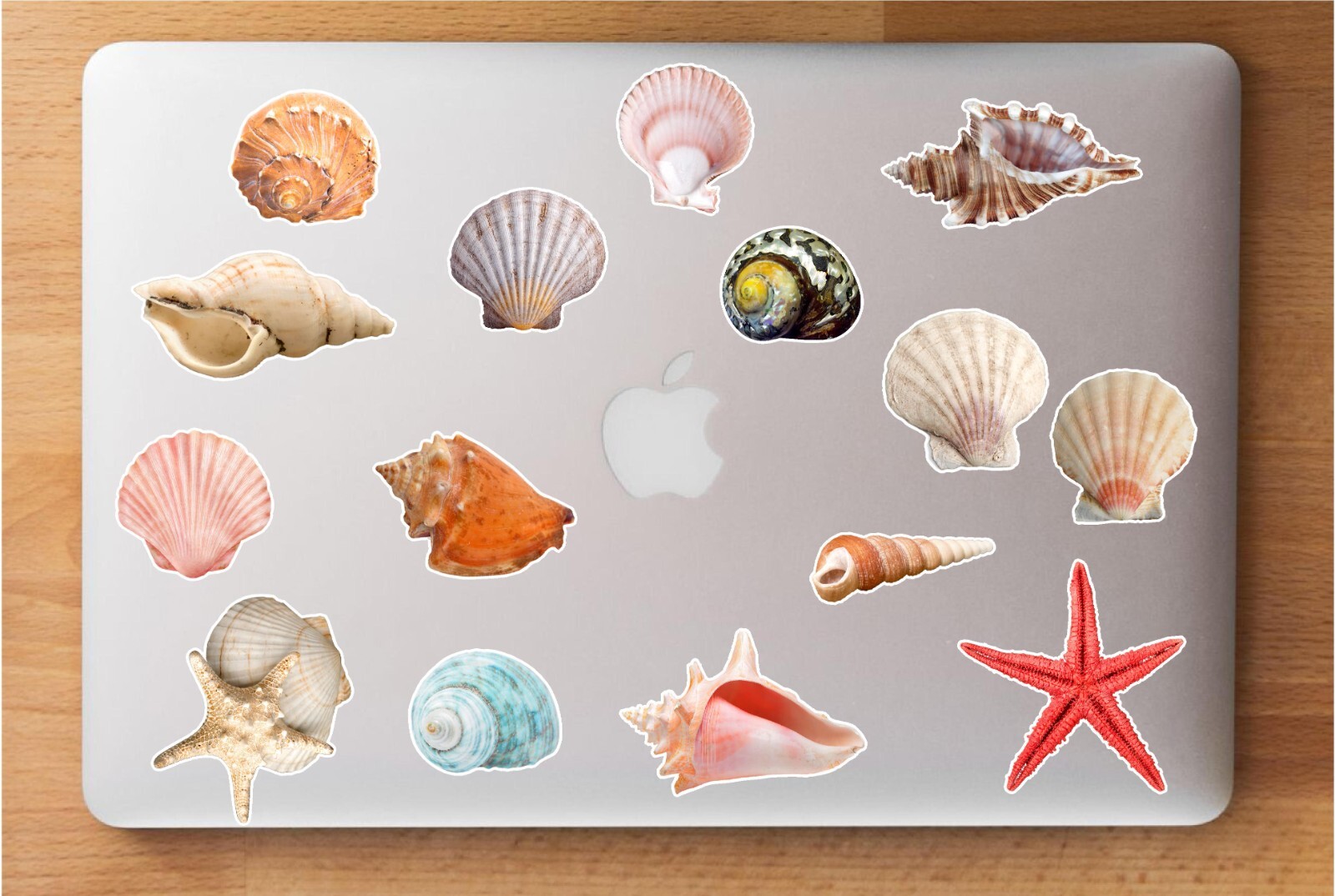 Seashells Realistic detailed sticker Beach theme Paradise colorful 24 Stickers