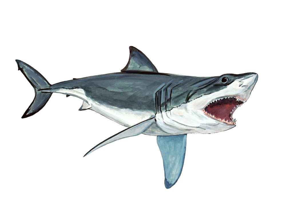 Great White Shark Vinyl Decal Sticker for Car/Truck Laptop or Phone