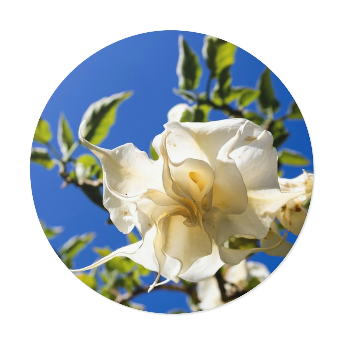 Blush Flower with Blue Sky Round Vinyl Stickers