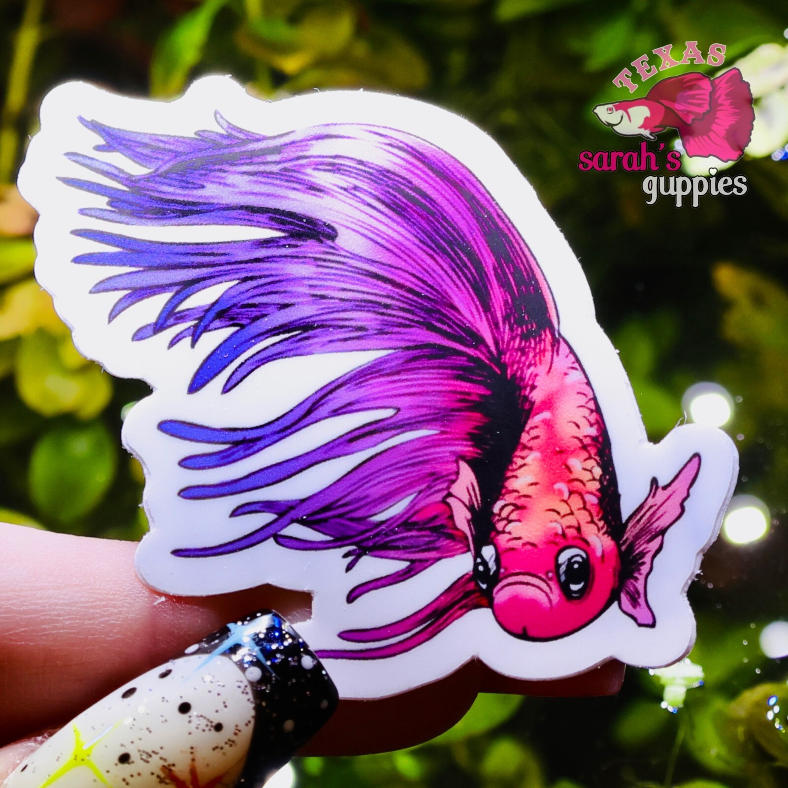 Sunset Betta Fish Sticker: Matte🐠💕 Sarah's Guppies Premium Homemade Designed