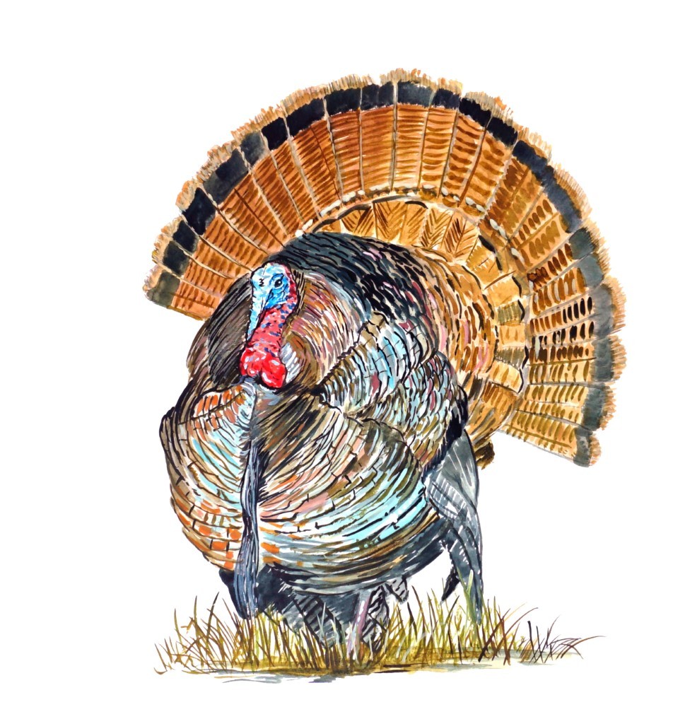 Decal Vinyl Sticker Wild Turkey – Printed Vinyl Decal Made in USA
