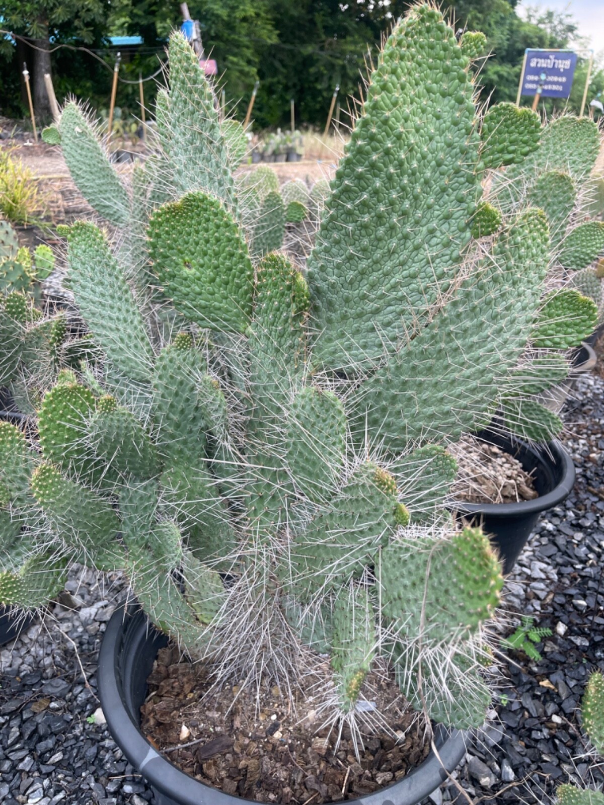 rare cactus plant Consolea moniliformis cuting 1 pad